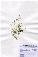 藏品(藍子藻)的圖片